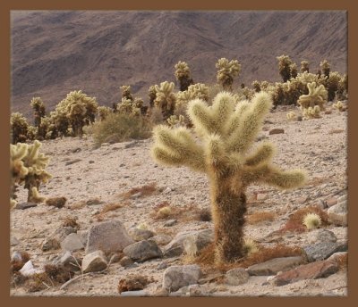 Teddy Bear Cholla