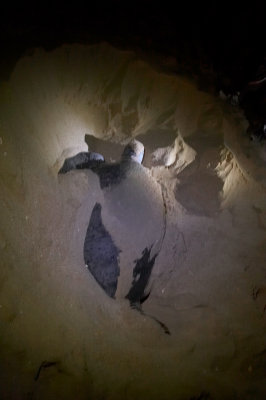 Ras Al Jinz  Turtle breeding ground-Turtle laying Egg