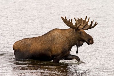 Denali-Moose on the moove 1w.jpg