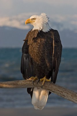 Windy in Homer 1w.jpg