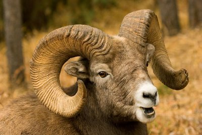 Maligne Canyon Ram 3w.jpg
