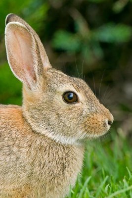 Courtyard Bunny 1w.jpg