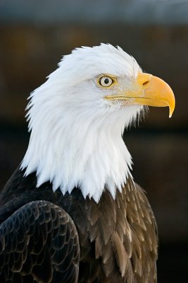 Homer Eagle Portrait 2w.jpg