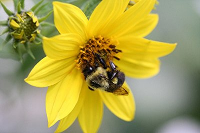 bee on yellow.jpg
