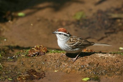 chipping sparrow.jpg