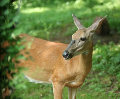 deer 3.jpg