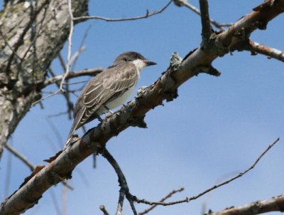 eastern kingbird.jpg