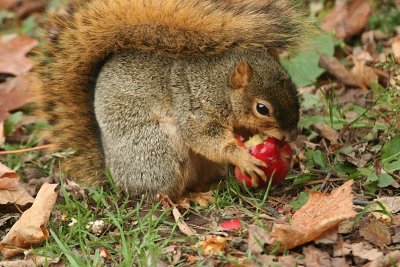 squirrel apple.jpg