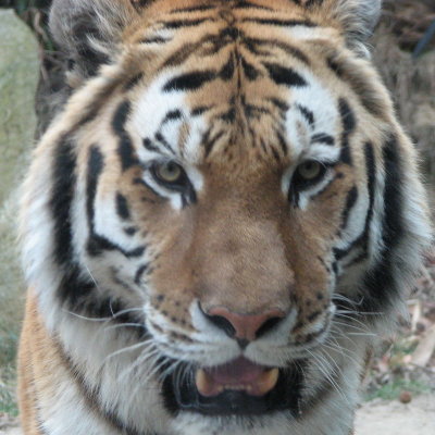 Tiger, tiger, what do you hear? I hear an Inca Tern squawking in my ear.