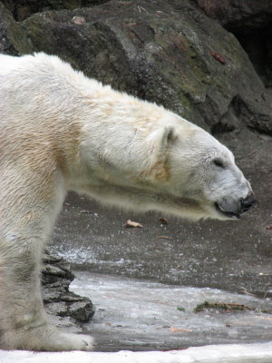 Bronx Zoo, January 2007