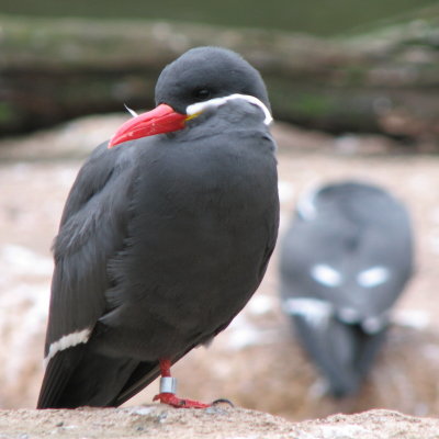 Inca Tern, Inca Tern, what do you hear? I hear a Red Crested Cardinal peeping in my ear.