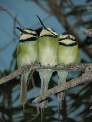 Tweety yellow birds, tweety yellow birds, what do you hear? We hear children talking in our ears.