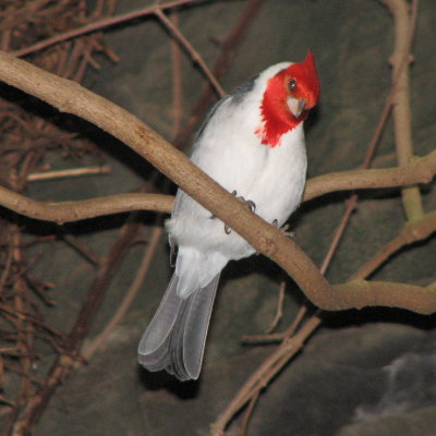 Red Crested Cardinal, Red Cardinal, What Do you hear? I hear a lizard lizzing in my ear.