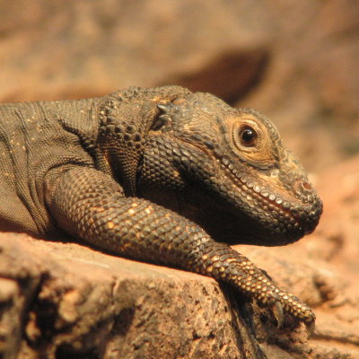 Lizard, lizard, what do you hear? I hear an African Lion meowing in my ear.