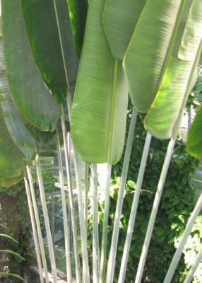 Palms in the 'Jungle' - USBG