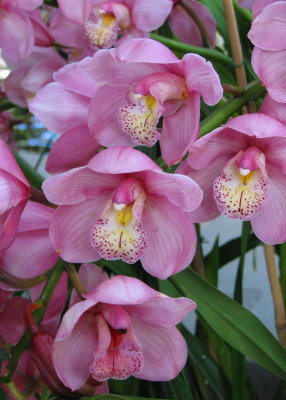 2007 Orchid Show