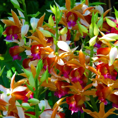 2007 Orchid Show