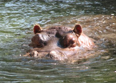 Hippo Dunk