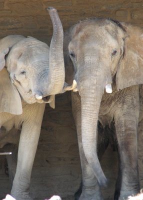 Elephant Performing Time