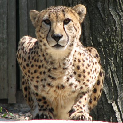Cheetah