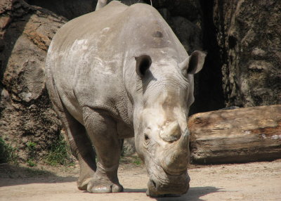 The White Rhino