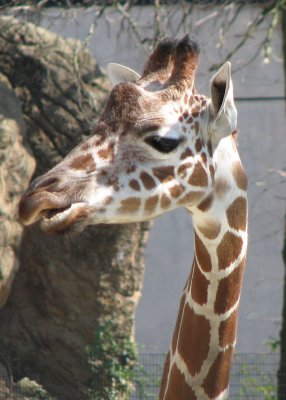 Giraffe's Long Neck