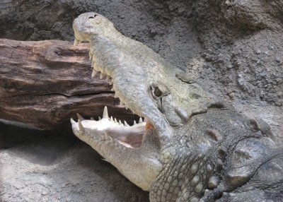 American Alligator