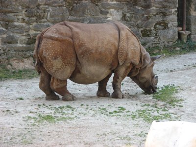 Rhino
