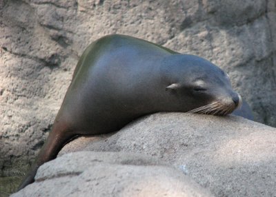Bronx Zoo