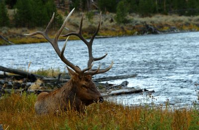 A Time for Rest, After the Rut