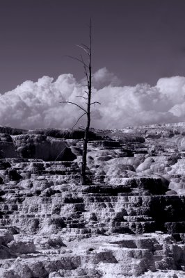 Canary Springs - Mammoth Hot Springs
