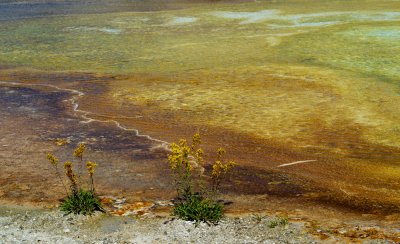 Canary Springs - Mammoth Hot Springs