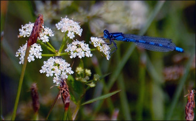 A Damsel Fly at Work