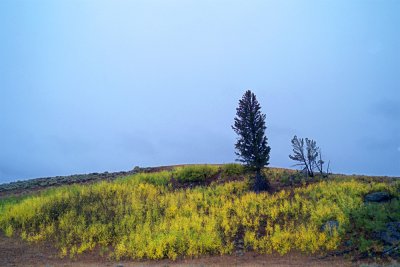 The Herald of Fall
