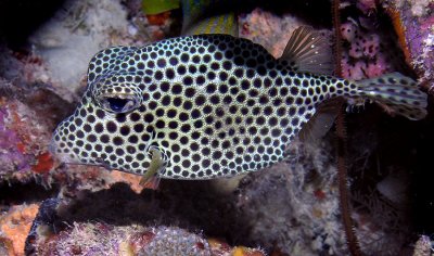 Boxfish