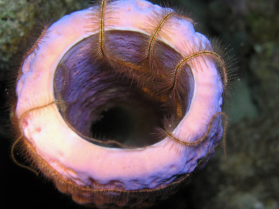 Brittle Star In Sponge