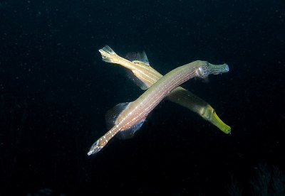 Dance Of The Trumpetfish