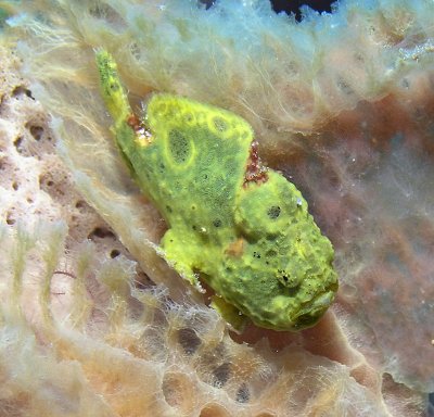 Frogfish