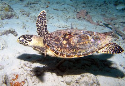 Hawksbill Turtle