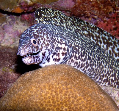 Spotted Moray