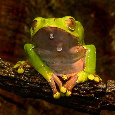 Giant Leaf Frog