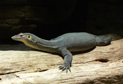 Merten's Water Monitor