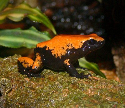 Splashback Poison Dart Frog