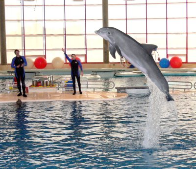 Dolphin Show