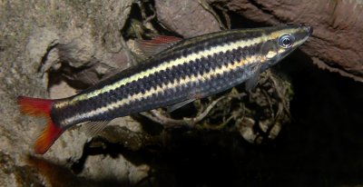 Striped Anostomus