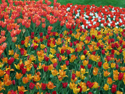 Tulips Multicolor