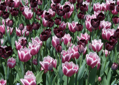 Tulips Pink  Purple