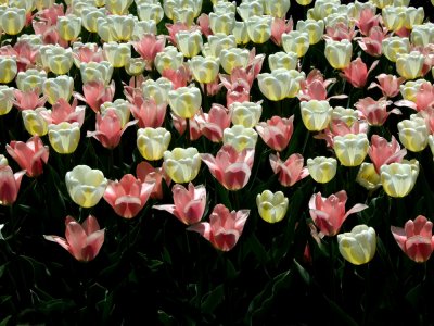 Tulips White  Pink.