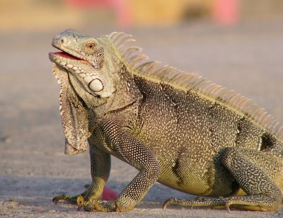 Rocky, Sheila's Pet Iguana