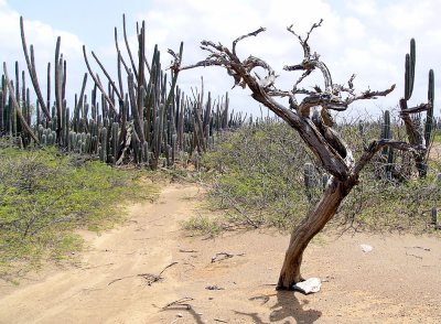 Bonaire Rainforest